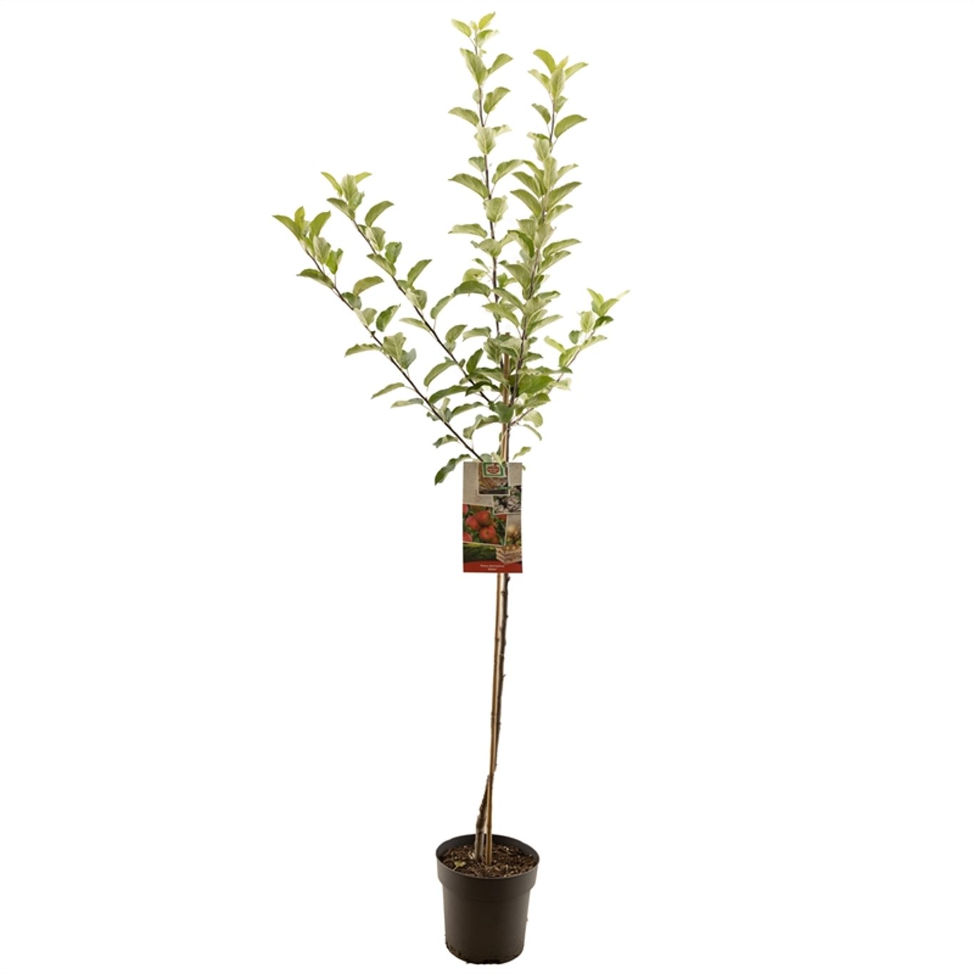 Malus d. 'Elstar' - C7,5 175-225 CM Halfstem